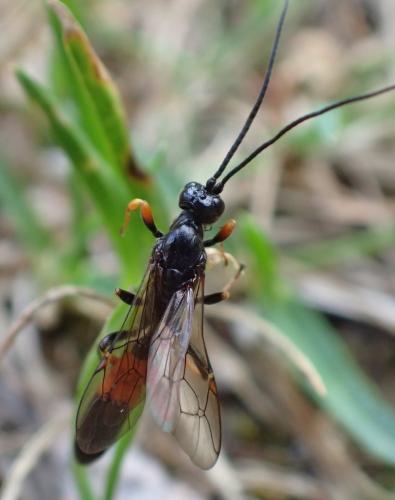 Alomya debellator